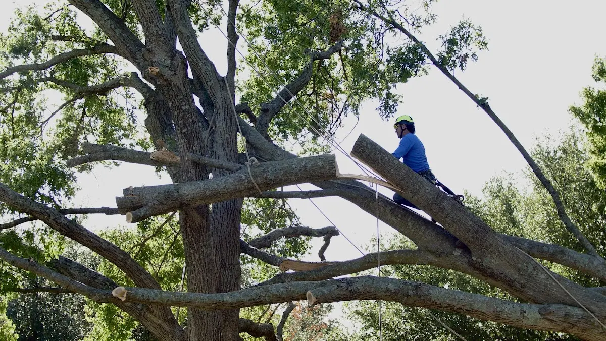 Professional Hazardous Tree Removal performed by certified arborists in Ester