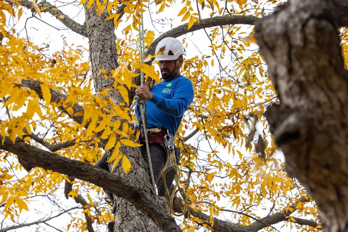 Skilled Tree Planing crew working in Ester