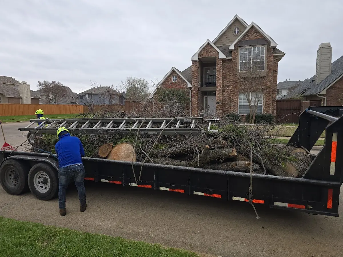 Expert Tree Removal with proper safety equipment in Ester